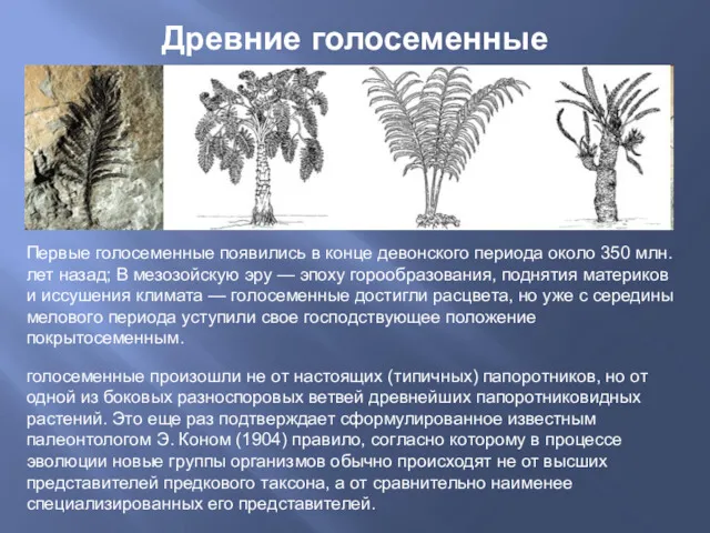 Древние голосеменные Первые голосеменные появились в конце девонского периода около