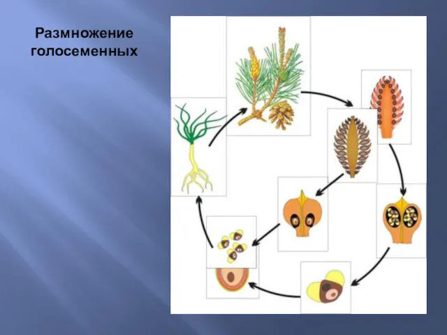 Размножение голосеменных