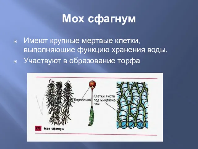 Мох сфагнум Имеют крупные мертвые клетки, выполняющие функцию хранения воды. Участвуют в образование торфа