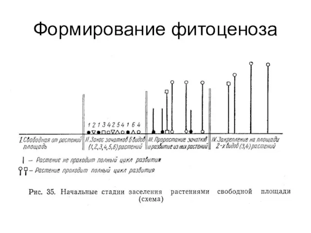 Формирование фитоценоза