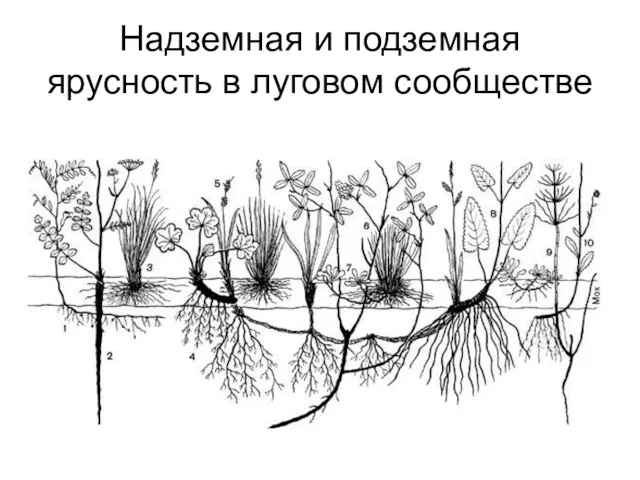 Надземная и подземная ярусность в луговом сообществе