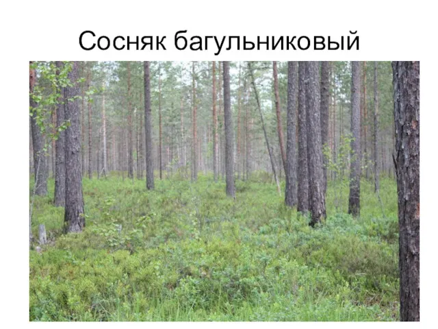 Сосняк багульниковый