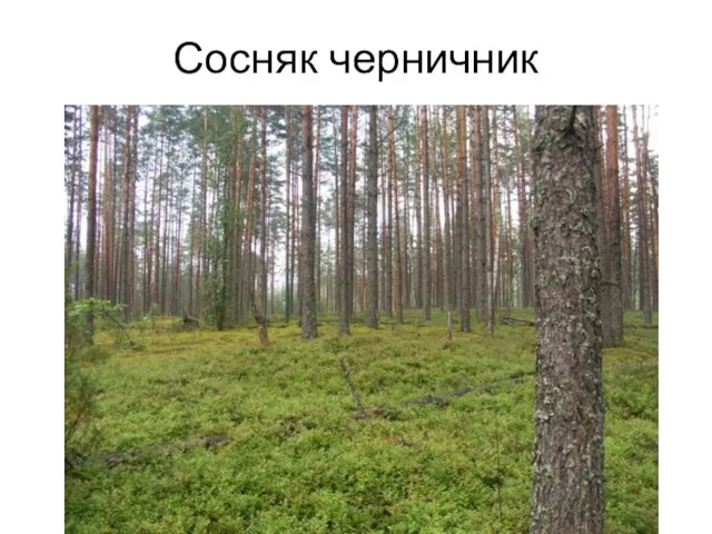 Сосняк черничник