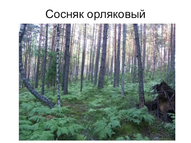 Сосняк орляковый