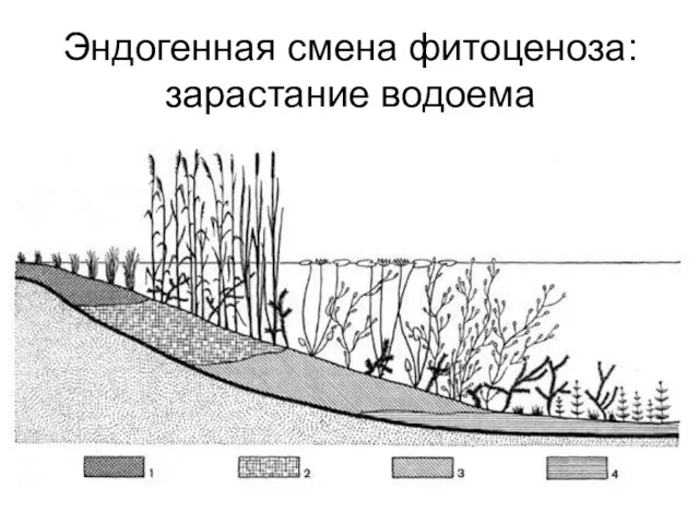 Эндогенная смена фитоценоза: зарастание водоема