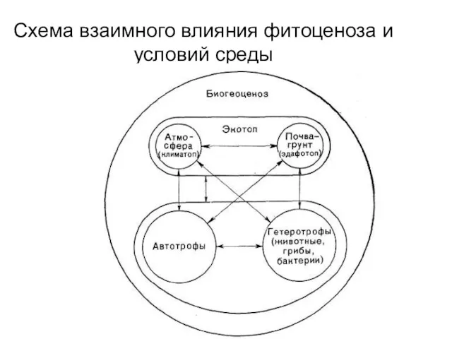 Схема взаимного влияния фитоценоза и условий среды