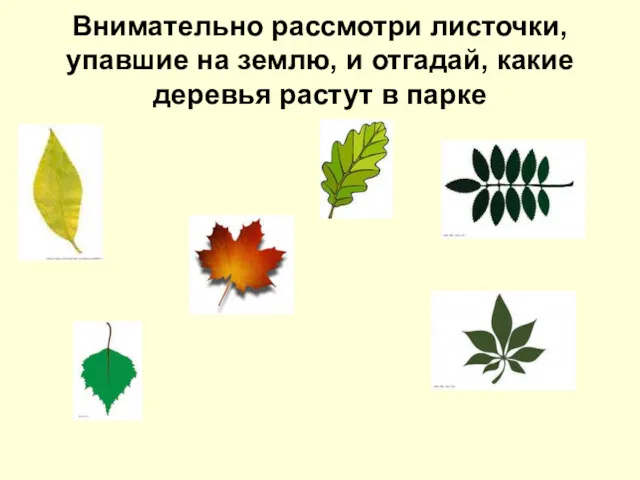 Внимательно рассмотри листочки, упавшие на землю, и отгадай, какие деревья растут в парке