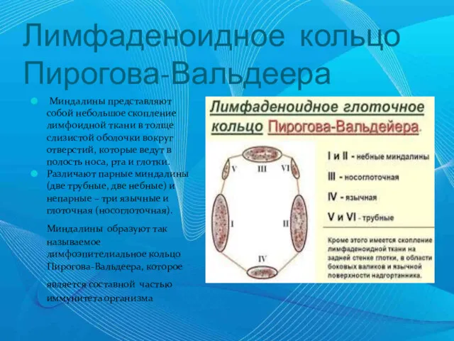 Лимфаденоидное кольцо Пирогова-Вальдеера Миндалины представляют собой небольшое скопление лимфоидной ткани