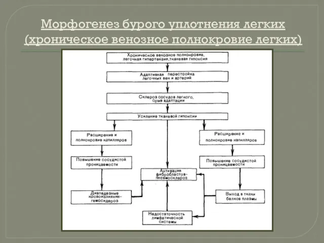 Морфогенез бурого уплотнения легких (хроническое венозное полнокровие легких)