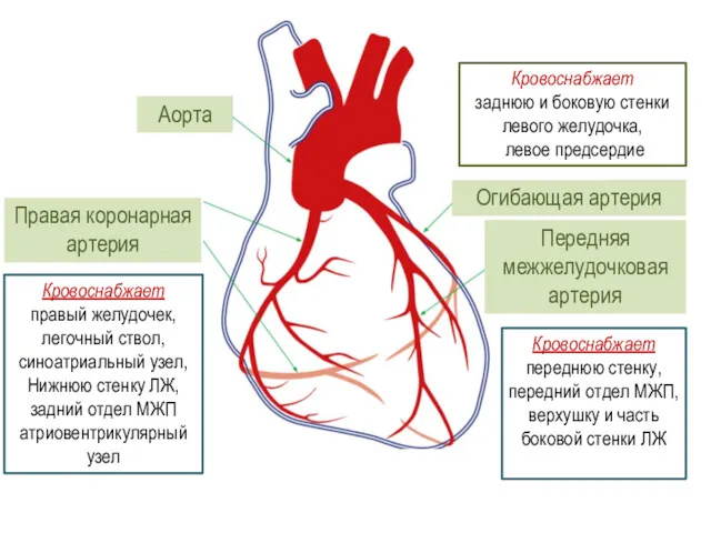 Передняя межжелудочковая артерия Огибающая артерия Аорта Правая коронарная артерия Кровоснабжает переднюю стенку, передний