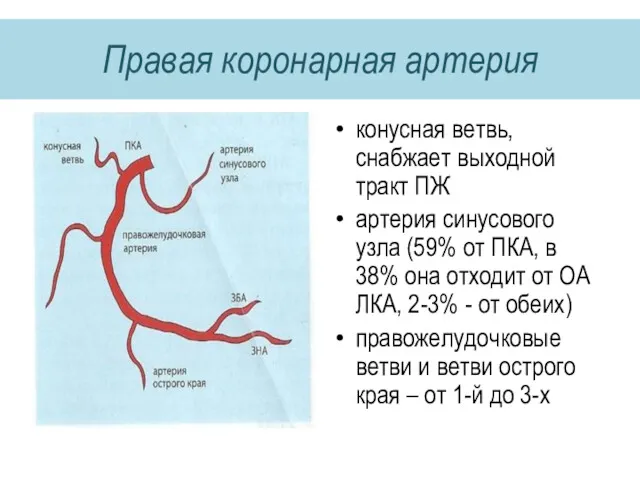 Правая коронарная артерия конусная ветвь, снабжает выходной тракт ПЖ артерия синусового узла (59%