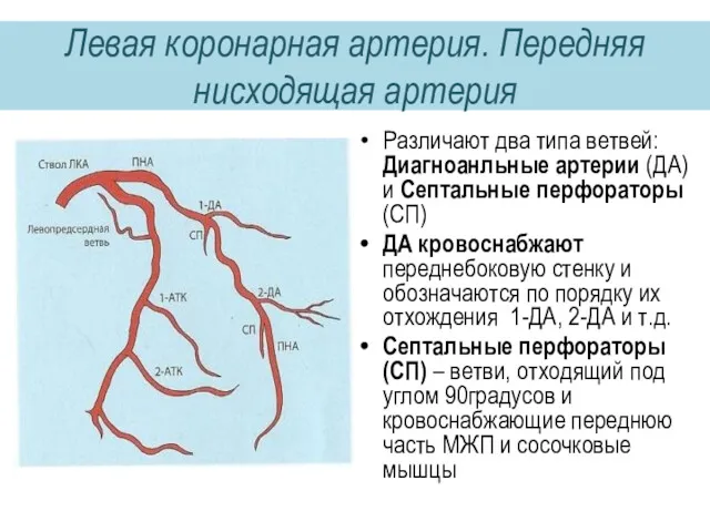 Различают два типа ветвей: Диагноанльные артерии (ДА) и Септальные перфораторы (СП) ДА кровоснабжают