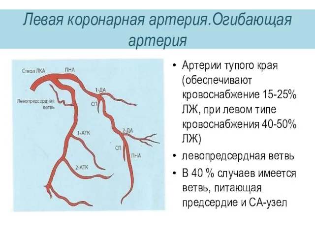 Левая коронарная артерия.Огибающая артерия Артерии тупого края (обеспечивают кровоснабжение 15-25%
