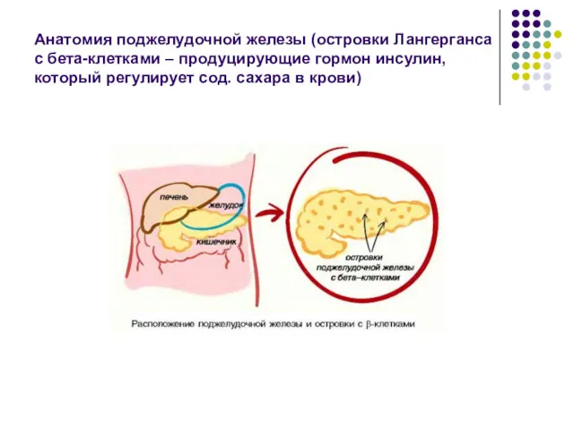 Анатомия поджелудочной железы (островки Лангерганса с бета-клетками – продуцирующие гормон