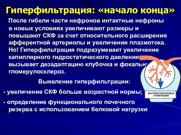 Гиперфильтрация: «начало конца» После гибели части нефронов интактные нефроны в