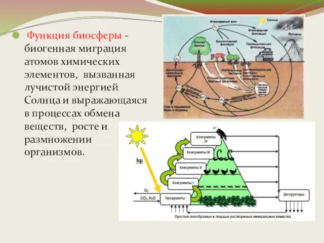 Функция биосферы - биогенная миграция атомов химических элементов, вызванная лучистой