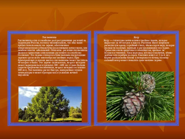 Лиственница Лиственница одна из наиболее распространенных растений на территории России,