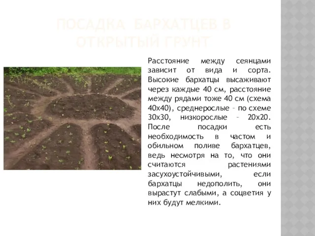 ПОСАДКА БАРХАТЦЕВ В ОТКРЫТЫЙ ГРУНТ Расстояние между сеянцами зависит от вида и сорта.