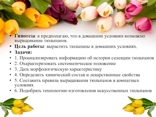 Гипотеза: я предполагаю, что в домашних условиях возможно выращивание тюльпанов.