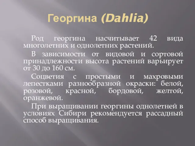 Георгина (Dahlia) Род георгина насчитывает 42 вида многолетних и однолетних