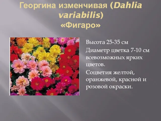 Георгина изменчивая (Dahlia variabilis) «Фигаро» Высота 25-35 см Диаметр цветка