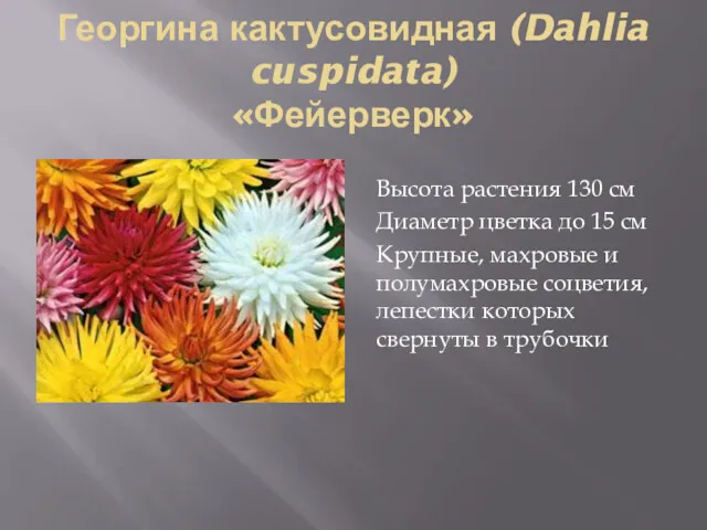 Георгина кактусовидная (Dahlia cuspidata) «Фейерверк» Высота растения 130 см Диаметр