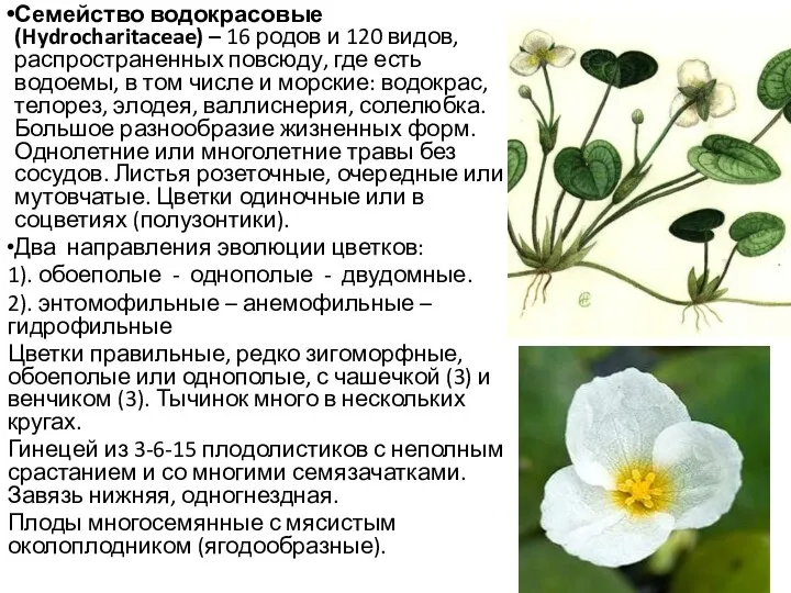 Семейство водокрасовые (Hydrocharitaceae) – 16 родов и 120 видов, распространенных