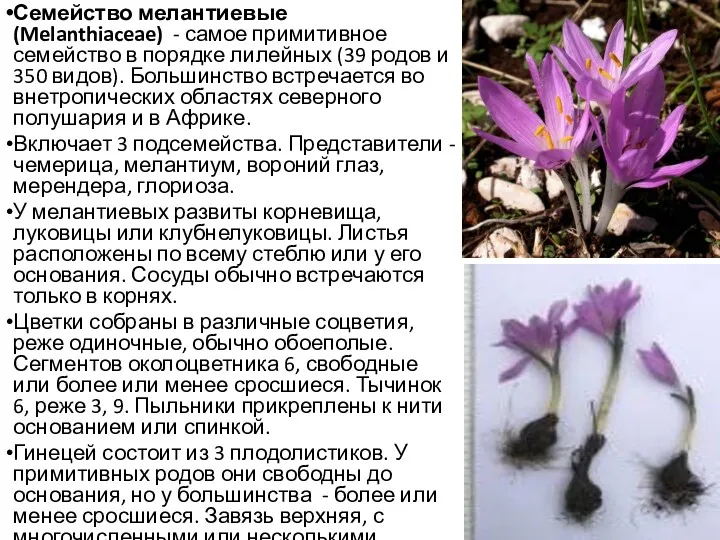 Семейство мелантиевые (Melanthiaceae) - самое примитивное семейство в порядке лилейных