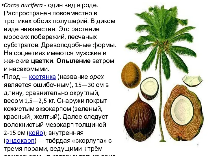 Cocos nucifera - один вид в роде. Распространен повсеместно в