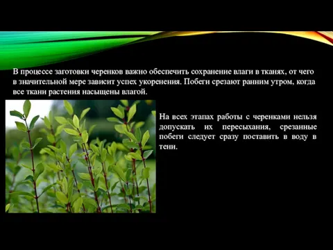 На всех этапах работы с черенками нельзя допускать их пересыхания,