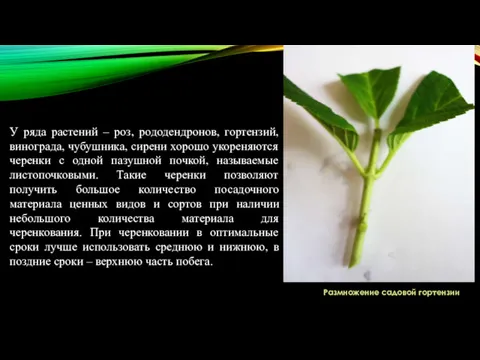 У ряда растений – роз, рододендронов, гортензий, винограда, чубушника, сирени