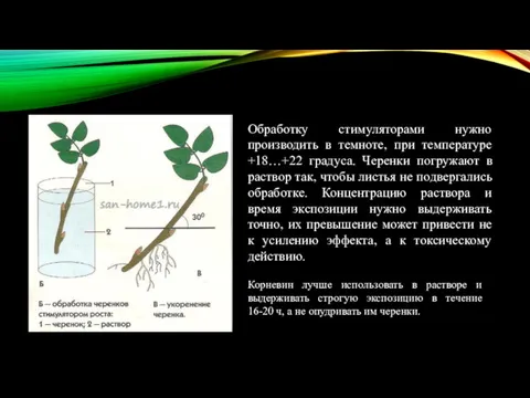 Обработку стимуляторами нужно производить в темноте, при температуре +18…+22 градуса.