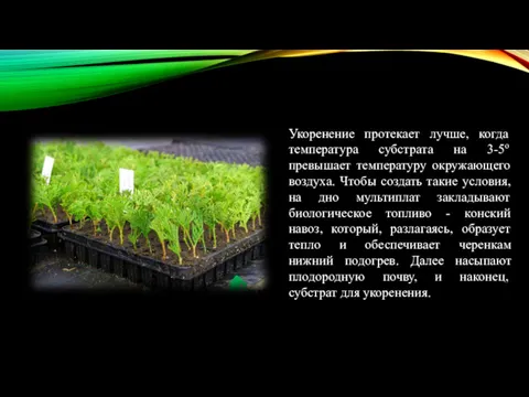 Укоренение протекает лучше, когда температура субстрата на 3-5о превышает температуру