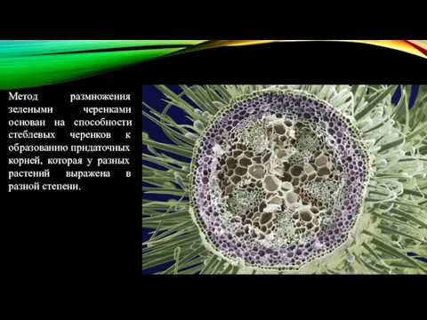 Метод размножения зелеными черенками основан на способности стеблевых черенков к