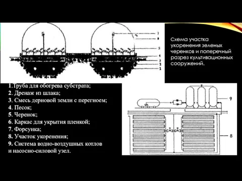 Схема участка укоренения зеленых черенков и поперечный разрез культивационных сооружений.