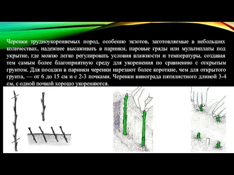 Черенки трудноукореняемых пород, особенно экзотов, заготовляемые в небольших количествах, надежнее