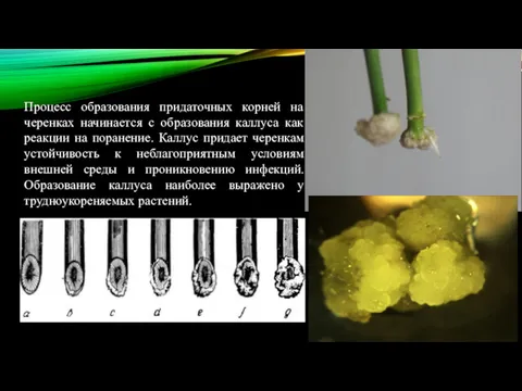 Процесс образования придаточных корней на черенках начинается с образования каллуса