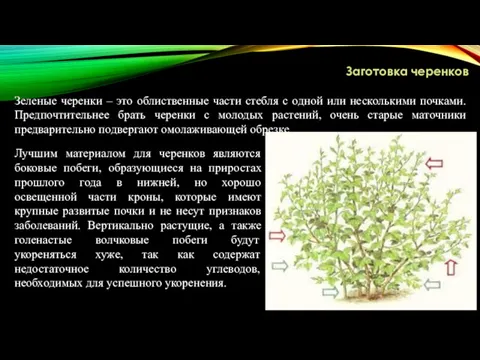 Заготовка черенков Зеленые черенки – это облиственные части стебля с