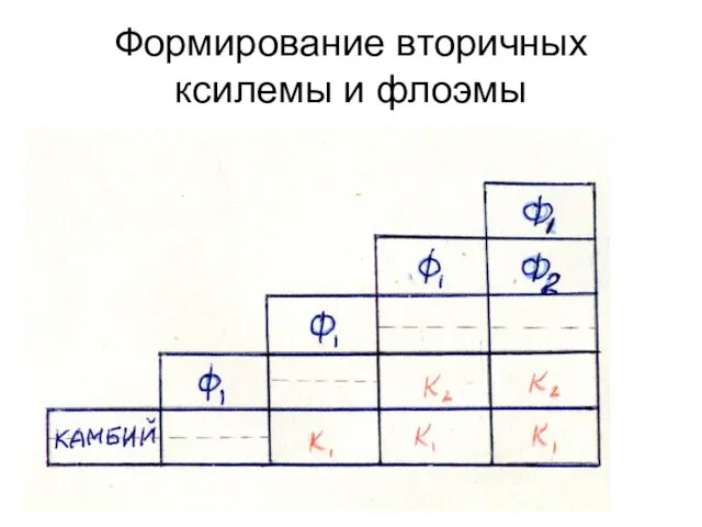 Формирование вторичных ксилемы и флоэмы