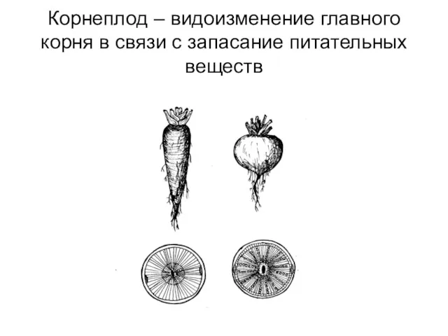 Корнеплод – видоизменение главного корня в связи с запасание питательных веществ