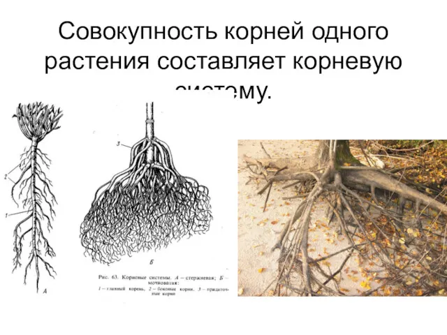 Совокупность корней одного растения составляет корневую систему.