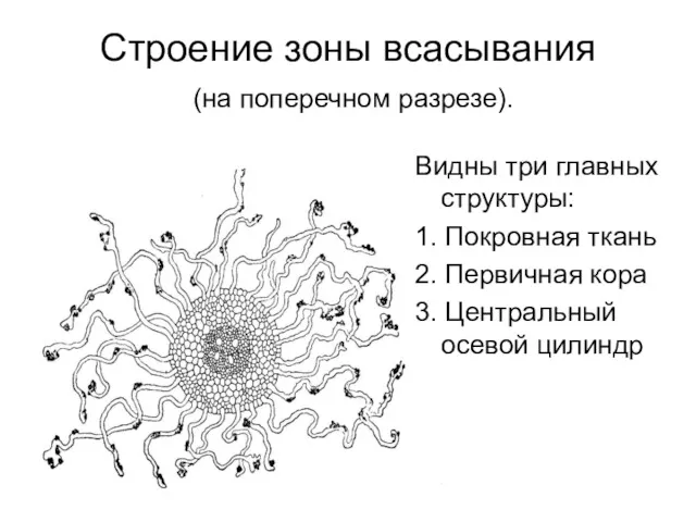 Строение зоны всасывания (на поперечном разрезе). Видны три главных структуры: