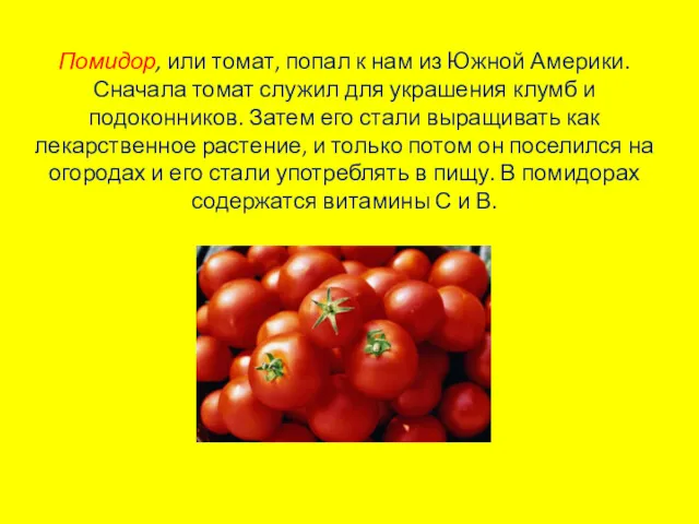 Помидор, или томат, попал к нам из Южной Америки. Сначала томат служил для