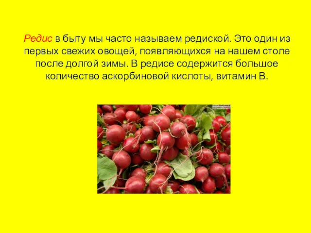 Редис в быту мы часто называем редиской. Это один из первых свежих овощей,