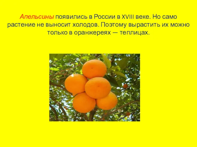 Апельсины появились в России в XVIII веке. Но само растение не выносит холодов.