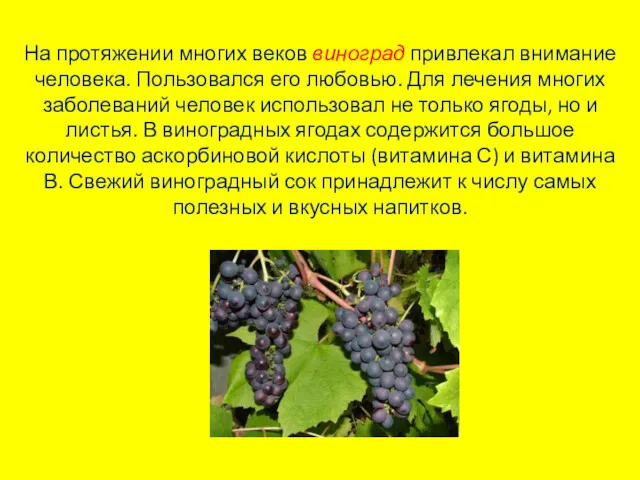 На протяжении многих веков виноград привлекал внимание человека. Пользовался его любовью. Для лечения