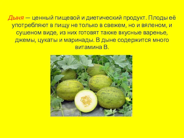 Дыня — ценный пищевой и диетический продукт. Плоды её употребляют в пищу не