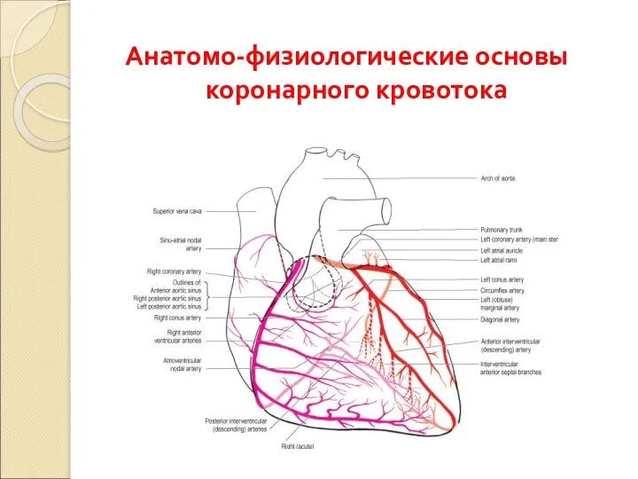 Анатомо-физиологические основы коронарного кровотока