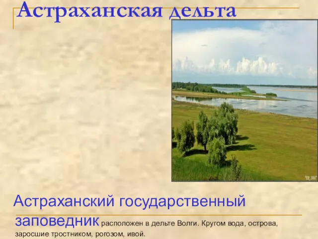 Астраханская дельта Астраханский государственный заповедник расположен в дельте Волги. Кругом вода, острова, заросшие тростником, рогозом, ивой.
