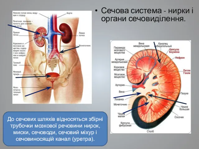 Сечова система - нирки і органи сечовиділення. До сечових шляхів